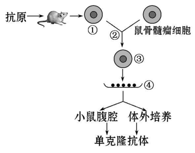 2014屆高三生物二輪復(fù)習(xí)專項(xiàng)檢測 基因工程、細(xì)胞工程（Word版含解析答案）——細(xì)胞工程專題解析