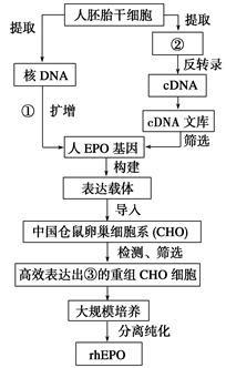 細(xì)胞工程 現(xiàn)代生物技術(shù)的核心力量